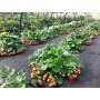 Агроволокно AGREEN 100g/м²/3,2*100м, чорне