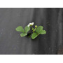 Агроволокно AGREEN 100g/м²/3,2*100м, чорне